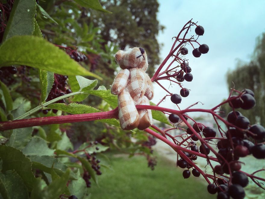 I Took Pictures Of A Little Bear To Illustrate My Fairy Tale Book I Wrote For My Daughter