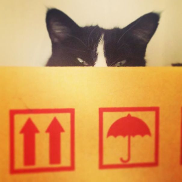 I Turned My Sick Cat Into Pixel Art And Send Her On A Grand Space Adventure