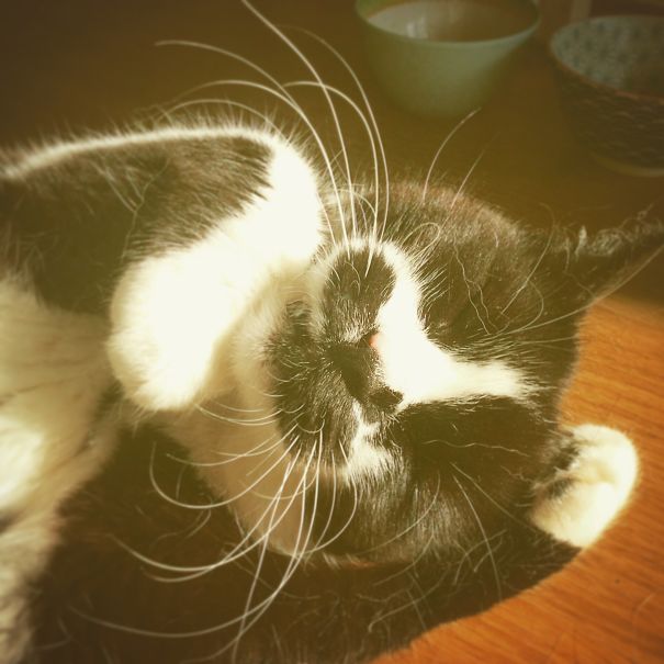 I Turned My Sick Cat Into Pixel Art And Send Her On A Grand Space Adventure