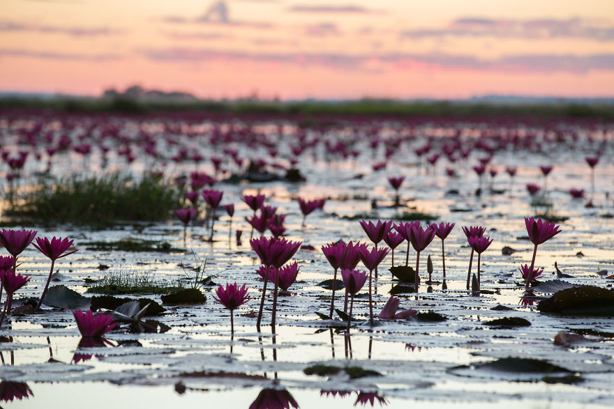 I Visited The Red Lotus Sea In Thailand