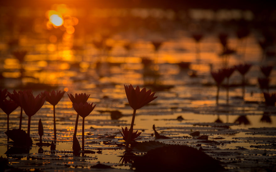 I Visited The Red Lotus Sea In Thailand I Visited The Red Lotus Sea In Thailand