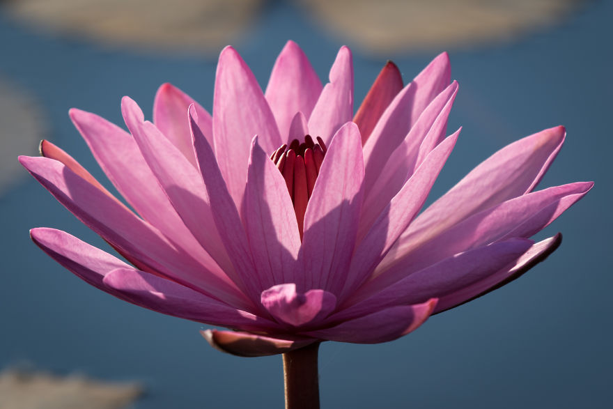 I Visited The Red Lotus Sea In Thailand