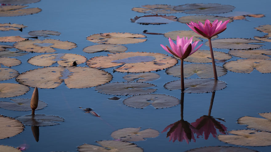 I Visited The Red Lotus Sea In Thailand I Visited The Red Lotus Sea In Thailand