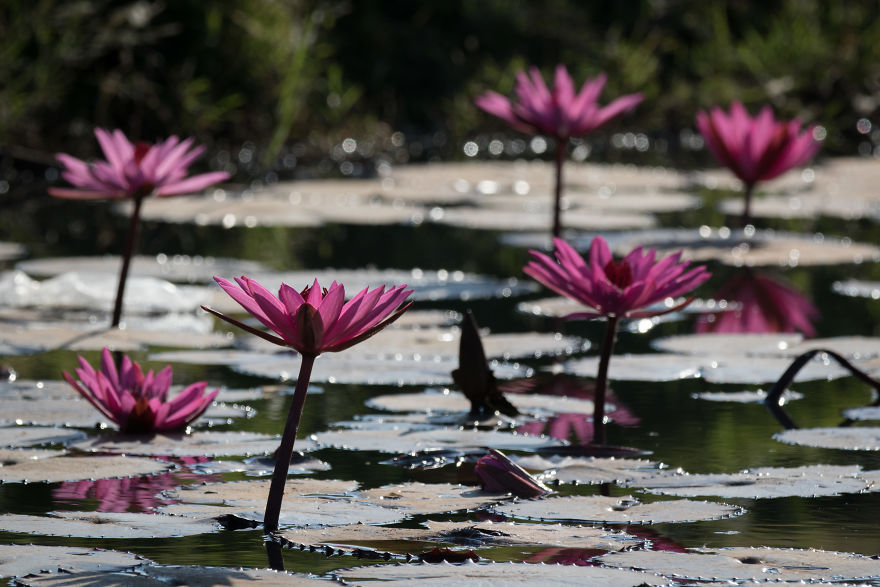 I Visited The Red Lotus Sea In Thailand I Visited The Red Lotus Sea In Thailand