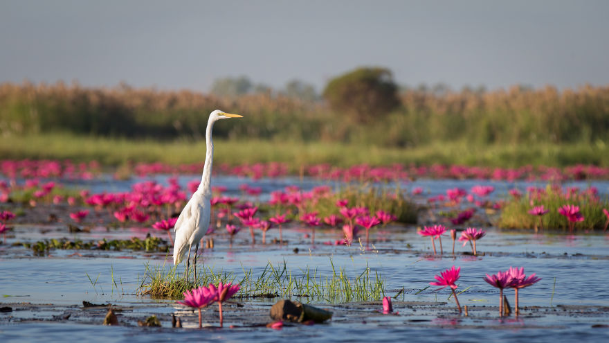I Visited The Red Lotus Sea In Thailand
