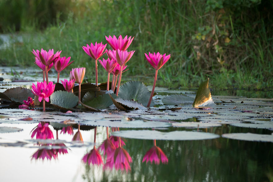 I Visited The Red Lotus Sea In Thailand