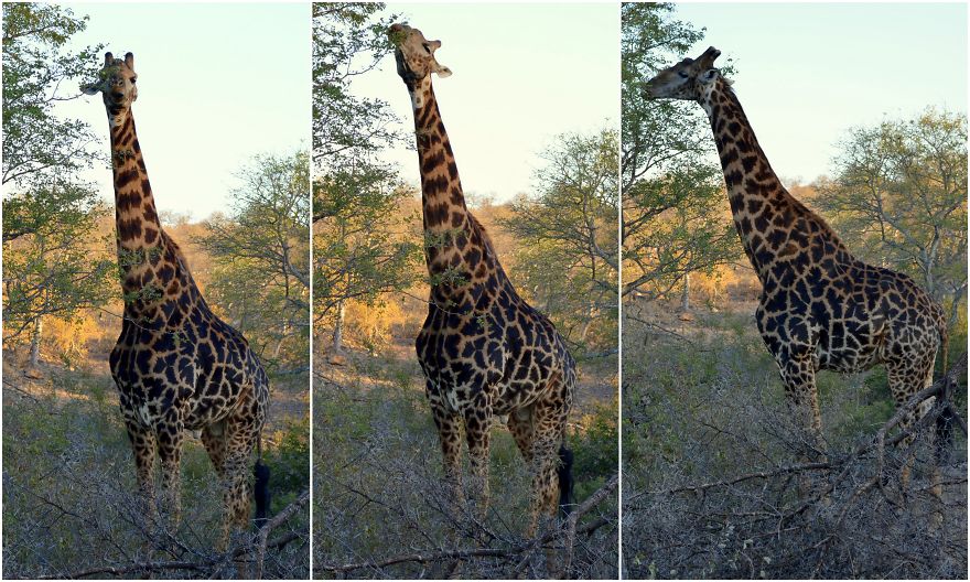 We Visited Kruger National Park Last Month And It Was A Life Changing Experience We Visited Kruger National Park Last Month And It Was A Life Changing Experience