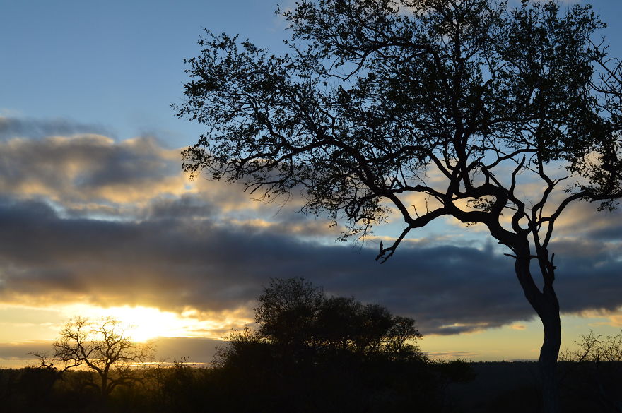 We Visited Kruger National Park Last Month And It Was A Life Changing Experience