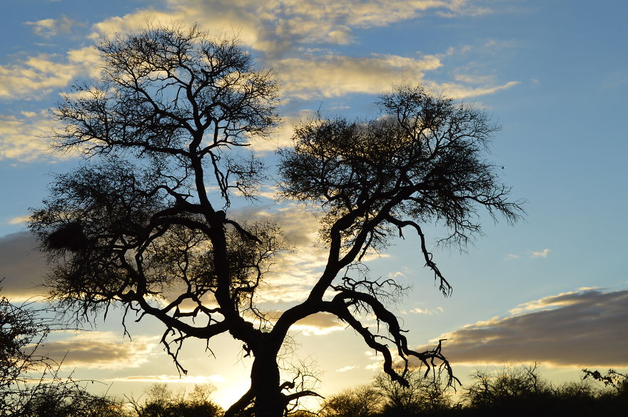 We Visited Kruger National Park Last Month And It Was A Life Changing Experience We Visited Kruger National Park Last Month And It Was A Life Changing Experience