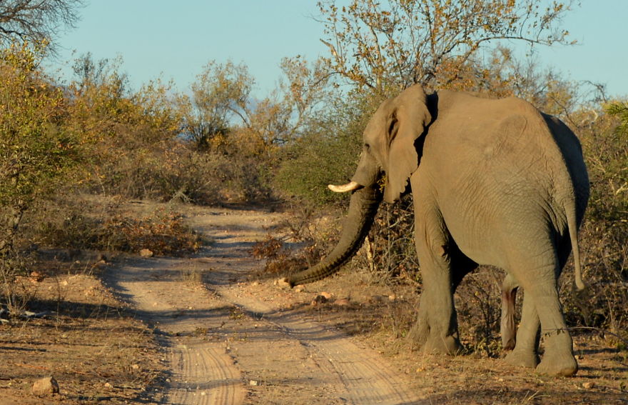 We Visited Kruger National Park Last Month And It Was A Life Changing Experience