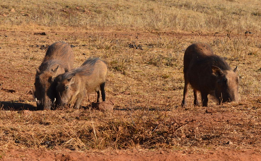 We Visited Kruger National Park Last Month And It Was A Life Changing Experience We Visited Kruger National Park Last Month And It Was A Life Changing Experience