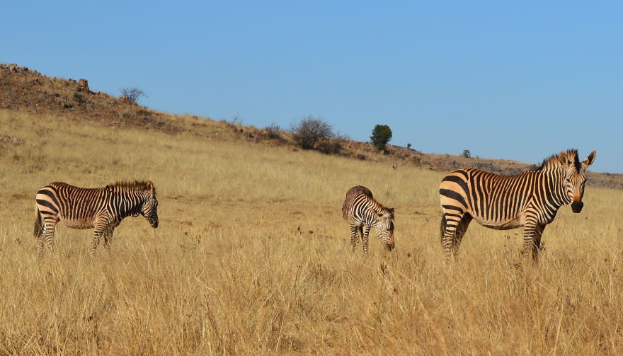 We Visited Kruger National Park Last Month And It Was A Life Changing Experience