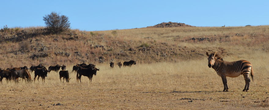 We Visited Kruger National Park Last Month And It Was A Life Changing Experience