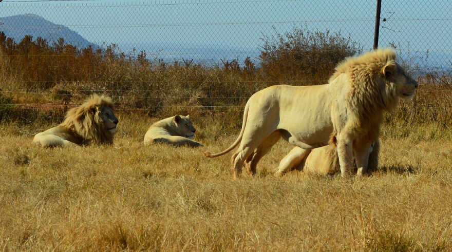 We Visited Kruger National Park Last Month And It Was A Life Changing Experience We Visited Kruger National Park Last Month And It Was A Life Changing Experience
