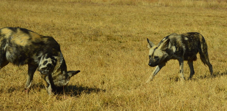 We Visited Kruger National Park Last Month And It Was A Life Changing Experience