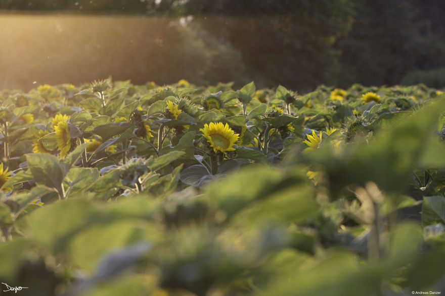 I Spent A Lot Of Time Processing My Photos... For Some Reason