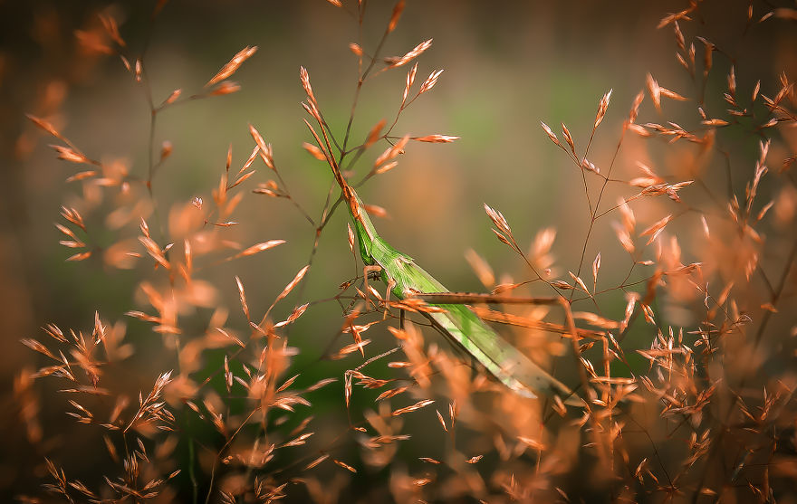 I Spend My Days Capturing The Raw Beauty Of Nature I Spend My Days Capturing The Raw Beauty Of Nature