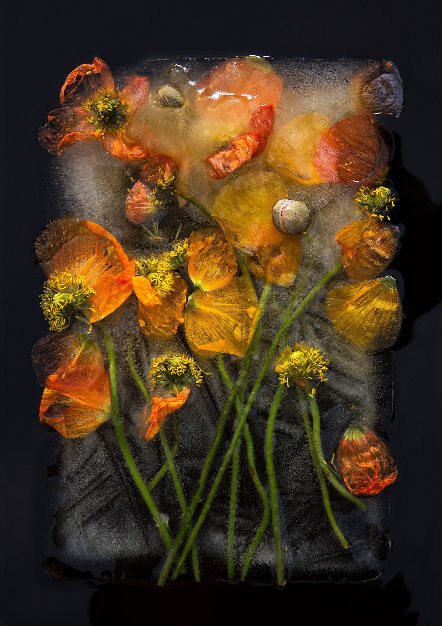 I Take Photos Of Frozen Flowers I Take Photos Of Frozen Flowers