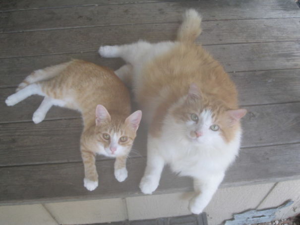 Two cute cats lounging together on a wooden deck, one orange and one fluffy and white.