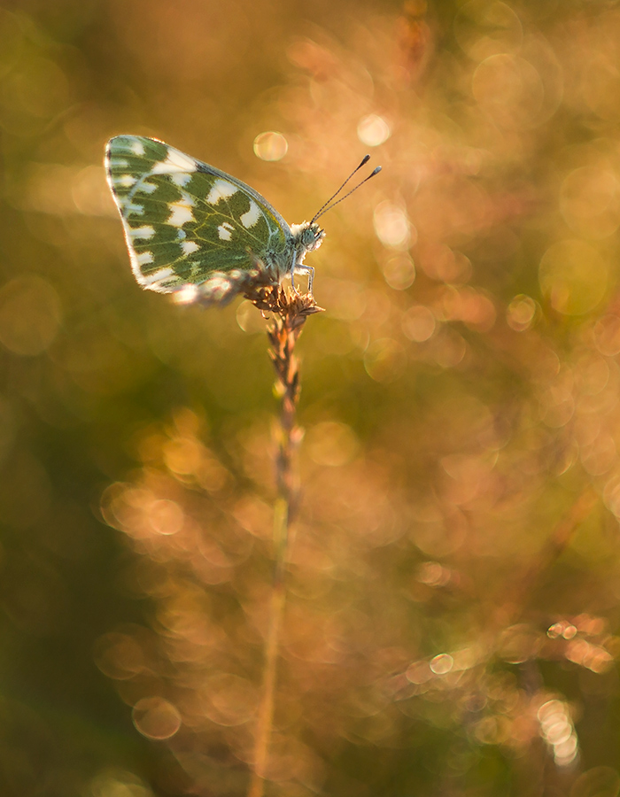 I Photograph The Beautiful Nature Of Poland I Photograph The Beautiful Nature Of Poland
