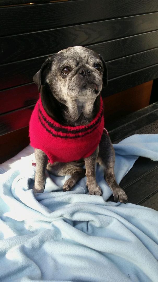 I Adopted Sweet Daisy At 10 Years Old. She Had Been Used For Breeding All Her Life.