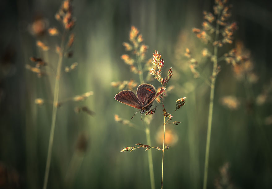 I Spend My Days Capturing The Raw Beauty Of Nature I Spend My Days Capturing The Raw Beauty Of Nature