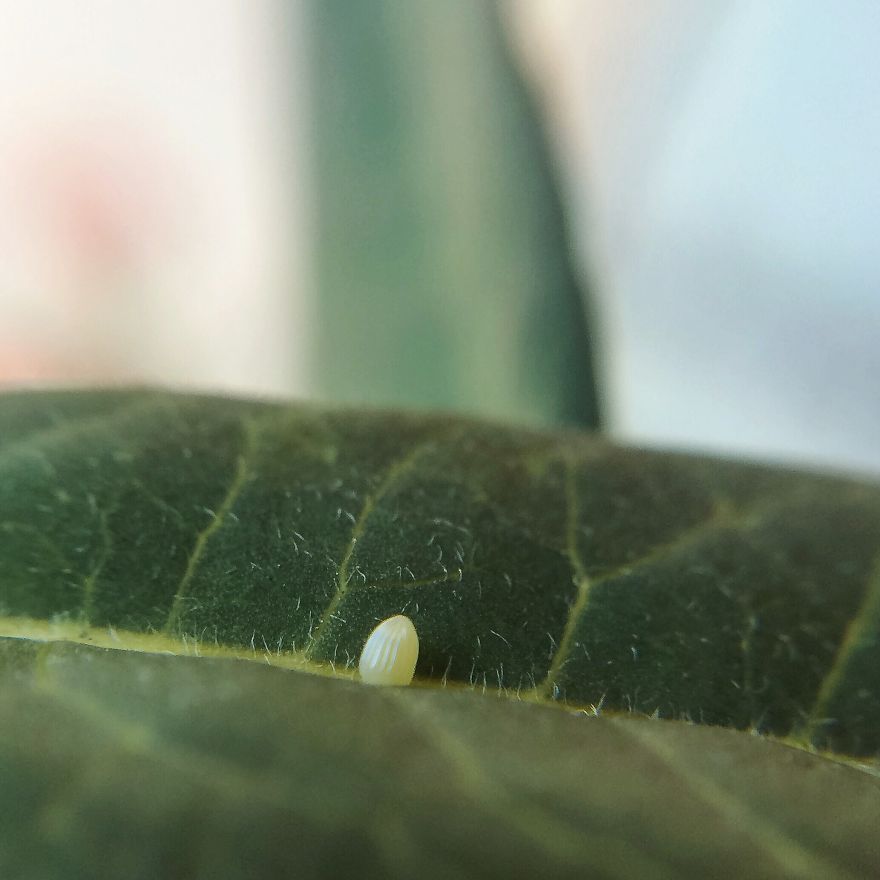 I Captured The Lifecycle Of A Monarch I Captured The Lifecycle Of A Monarch