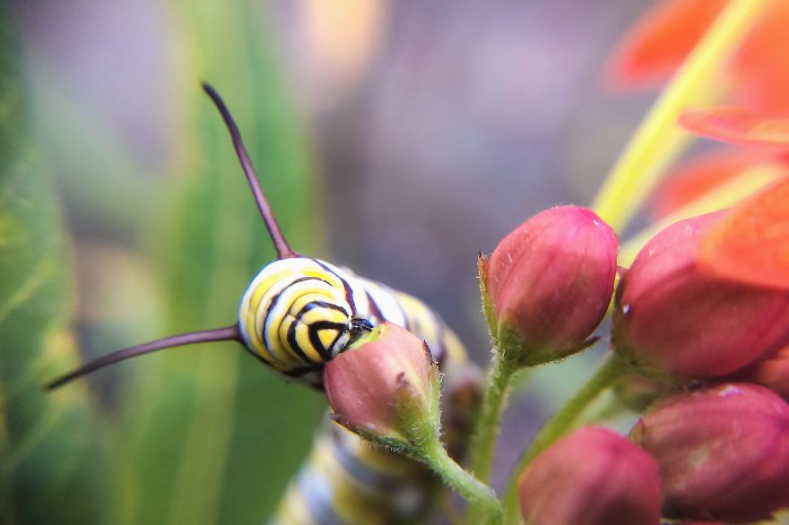 I Captured The Lifecycle Of A Monarch