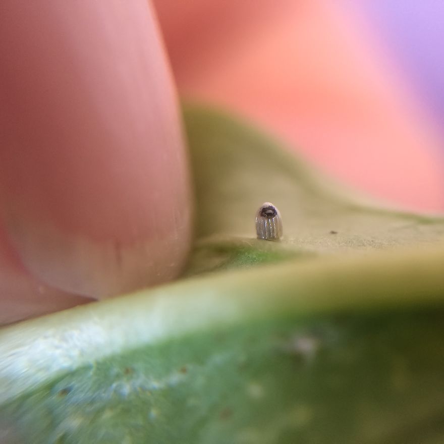 I Captured The Lifecycle Of A Monarch