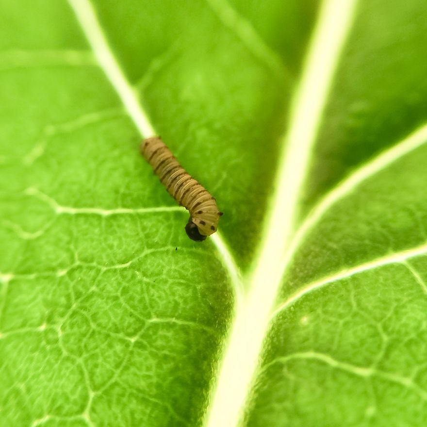 I Captured The Lifecycle Of A Monarch I Captured The Lifecycle Of A Monarch