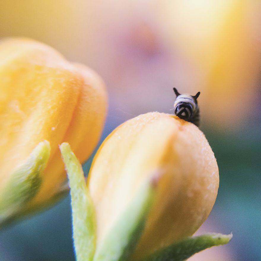 I Captured The Lifecycle Of A Monarch