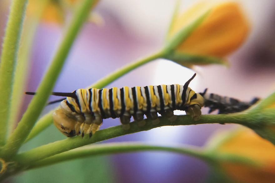 I Captured The Lifecycle Of A Monarch