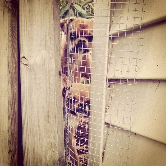 This Greets Me Every Time I Come Home. It's My Double Decker Chihuahuas