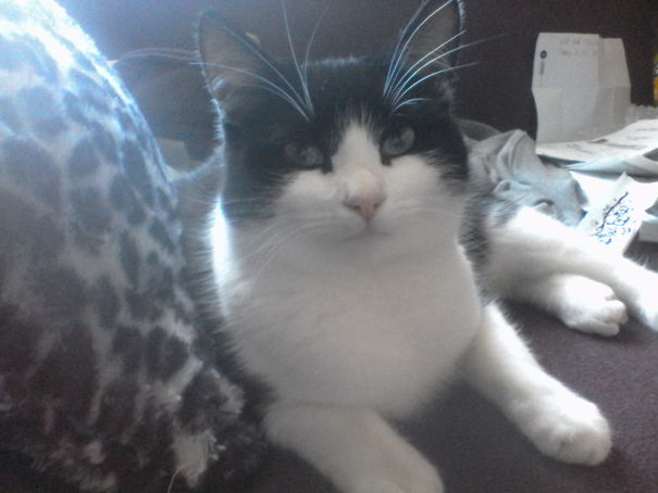 Black and white cat lounging on a sofa, looking content.