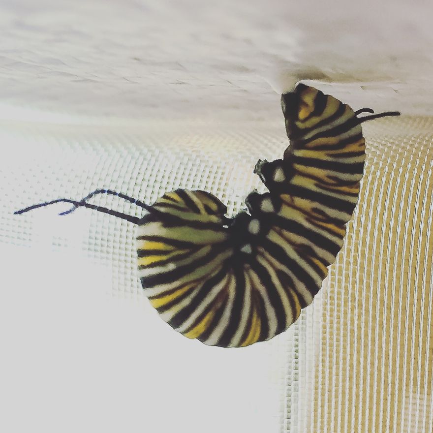 I Captured The Lifecycle Of A Monarch