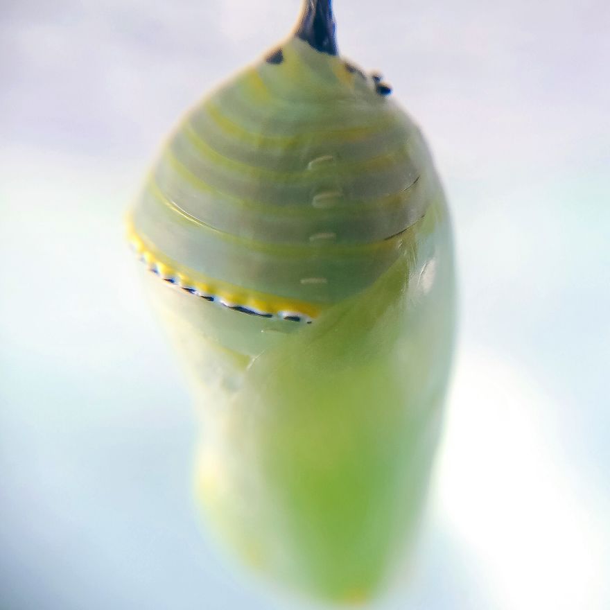 I Captured The Lifecycle Of A Monarch