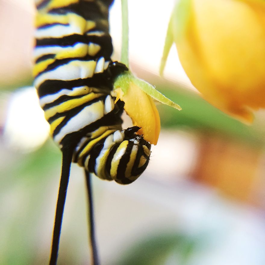 I Captured The Lifecycle Of A Monarch