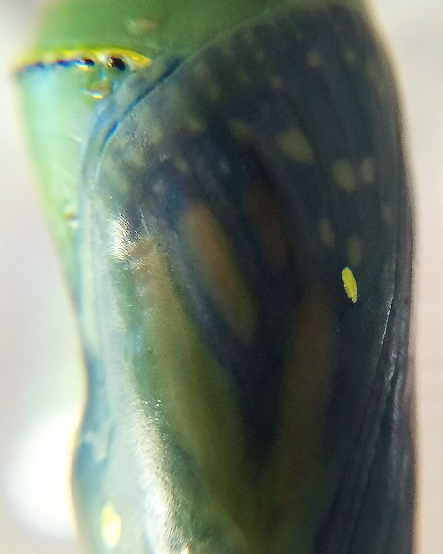 I Captured The Lifecycle Of A Monarch