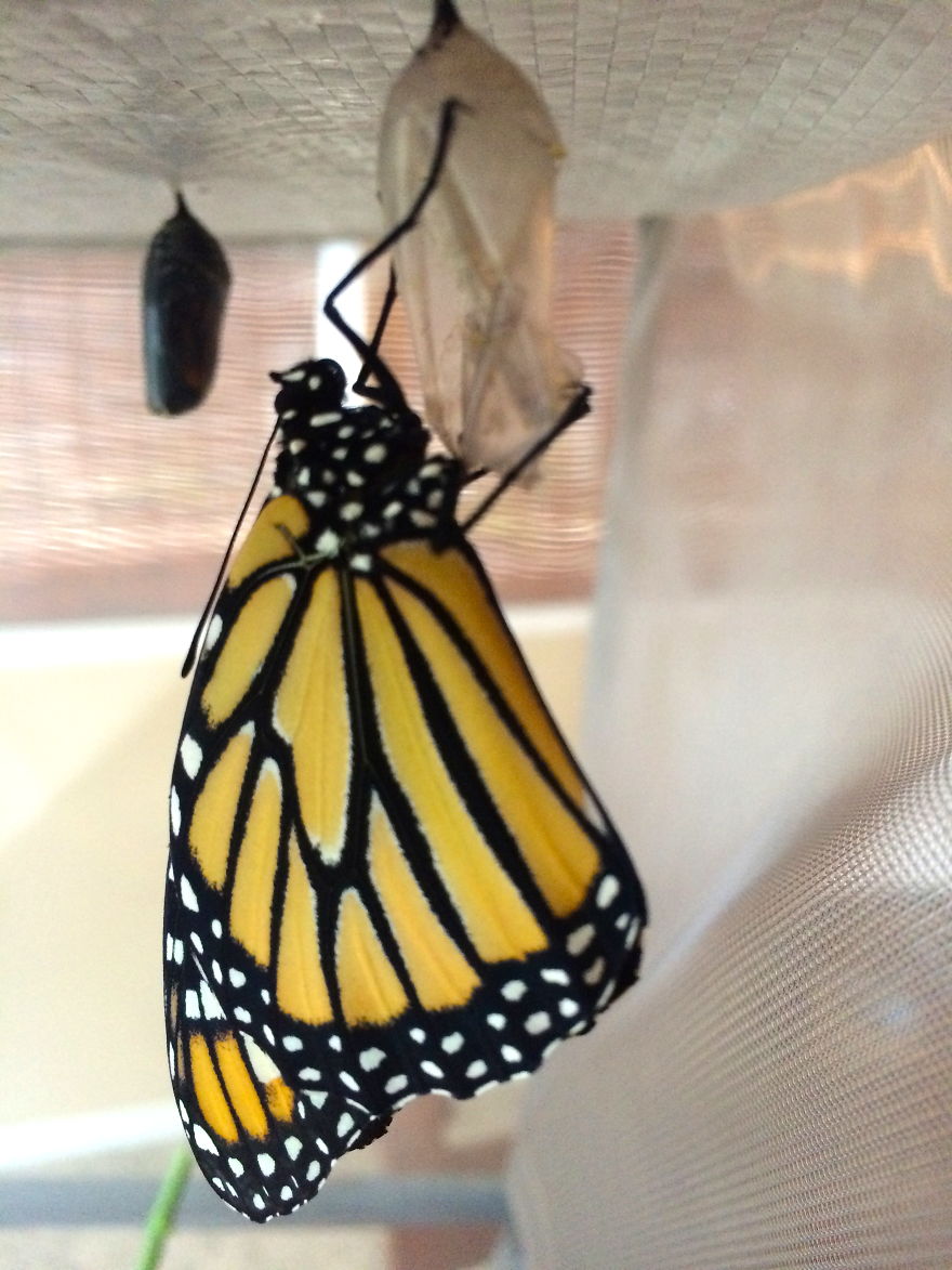 I Captured The Lifecycle Of A Monarch