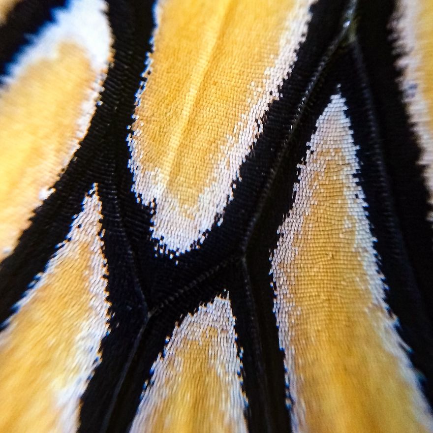 I Captured The Lifecycle Of A Monarch I Captured The Lifecycle Of A Monarch