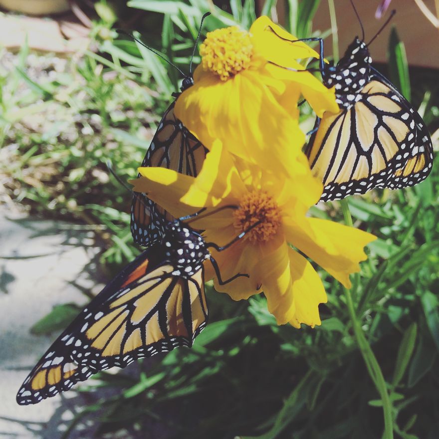 I Captured The Lifecycle Of A Monarch