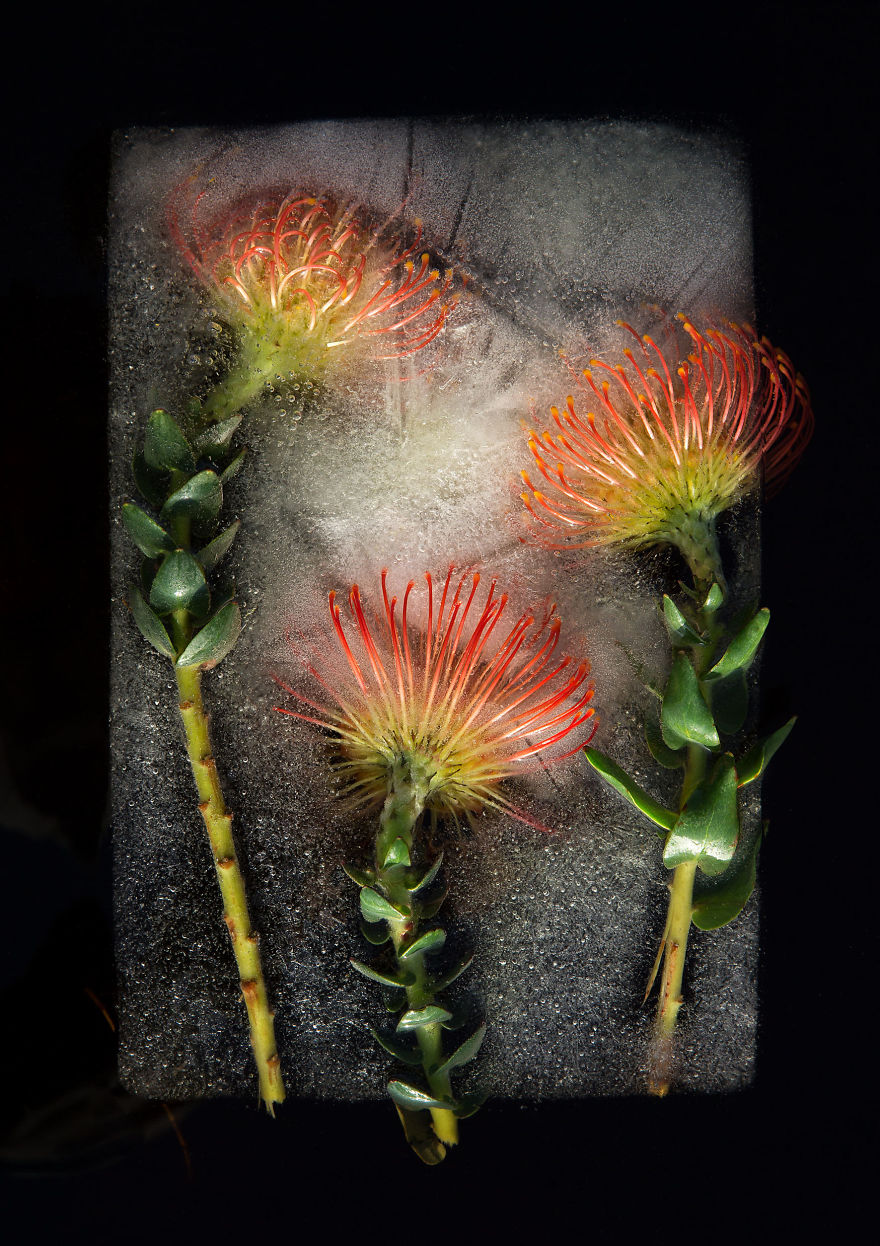 I Take Photos Of Frozen Flowers I Take Photos Of Frozen Flowers