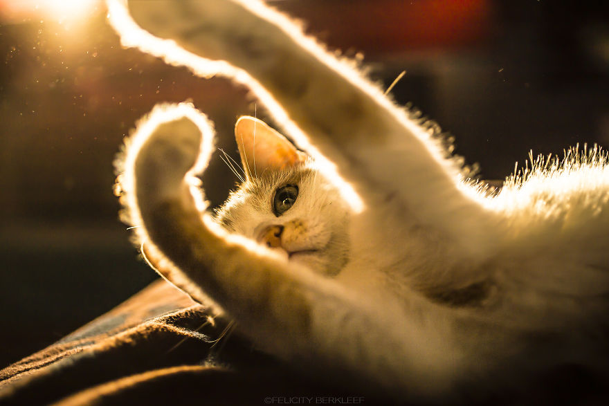 I Spend My Summer Photographing Cats