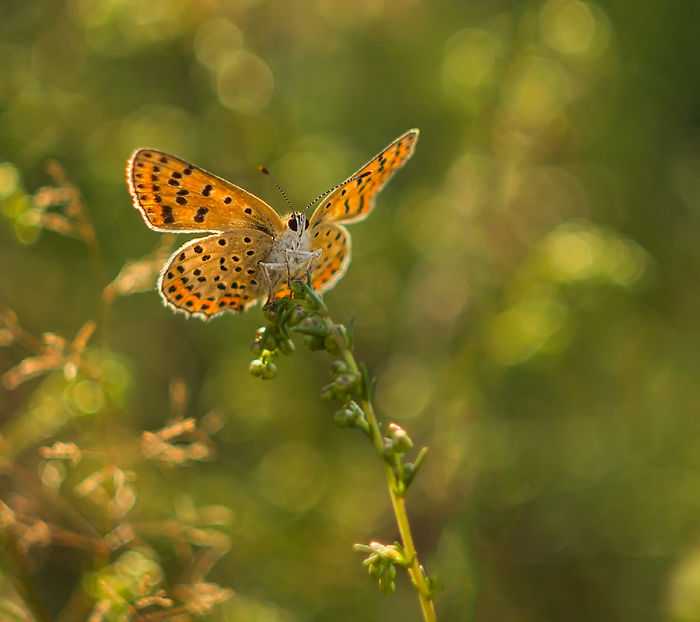 I Photograph The Beautiful Nature Of Poland I Photograph The Beautiful Nature Of Poland