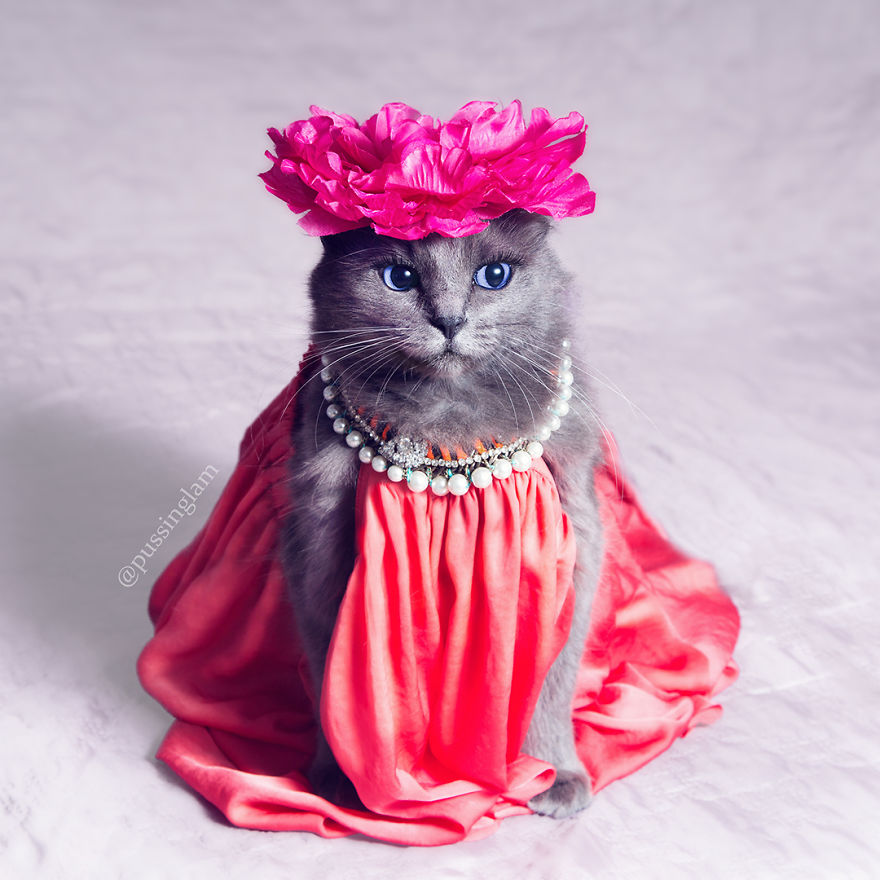 7 Fashionable Cats You Have To Follow On Instagram
