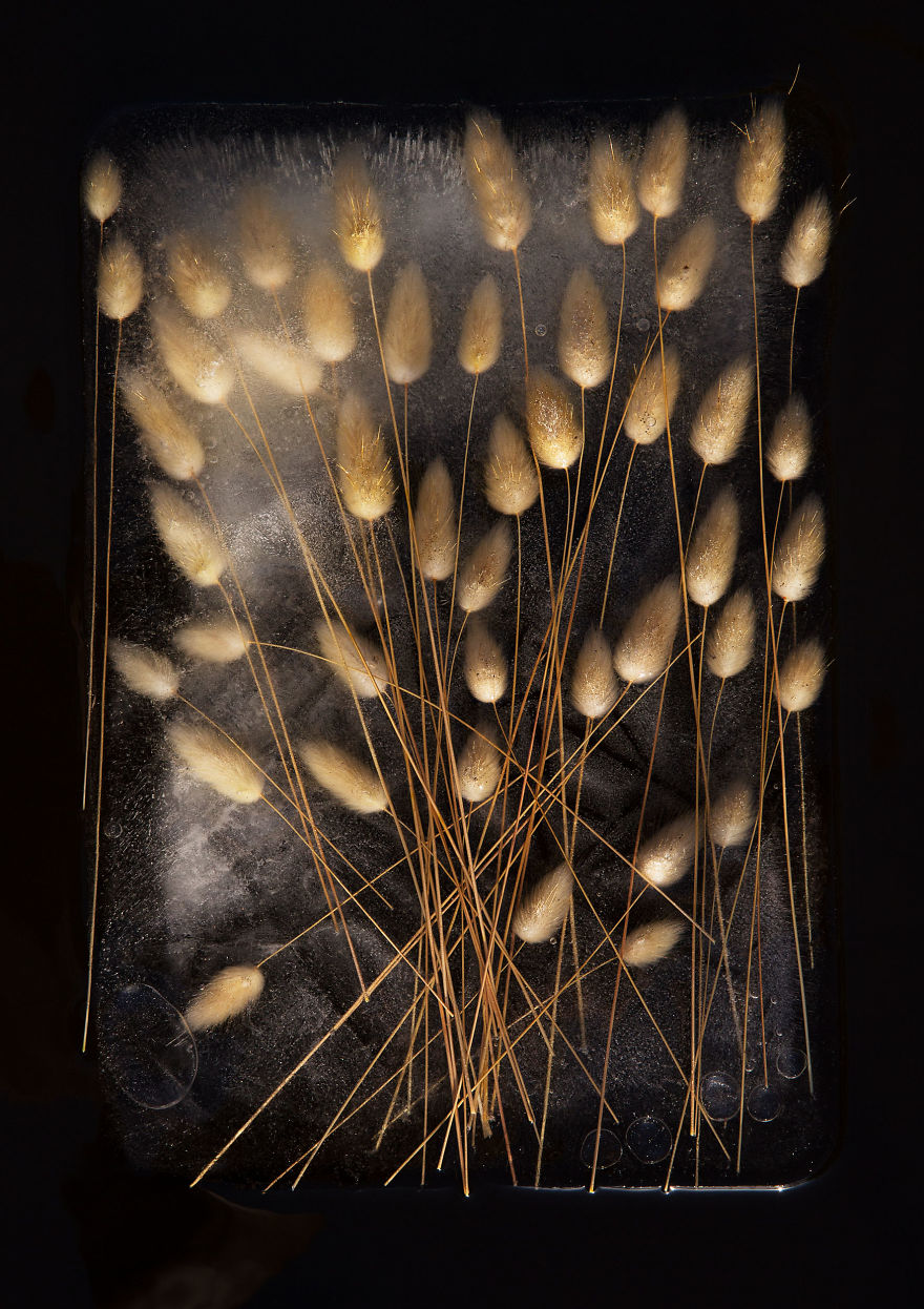 I Take Photos Of Frozen Flowers I Take Photos Of Frozen Flowers