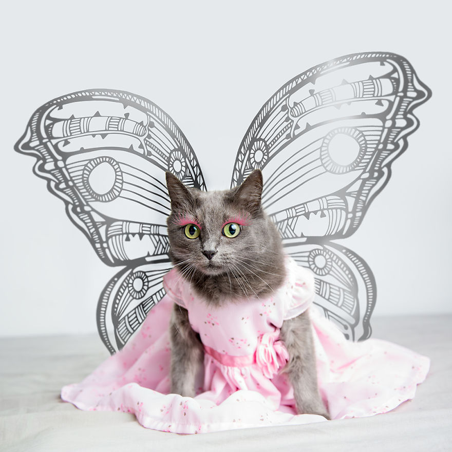 7 Fashionable Cats You Have To Follow On Instagram