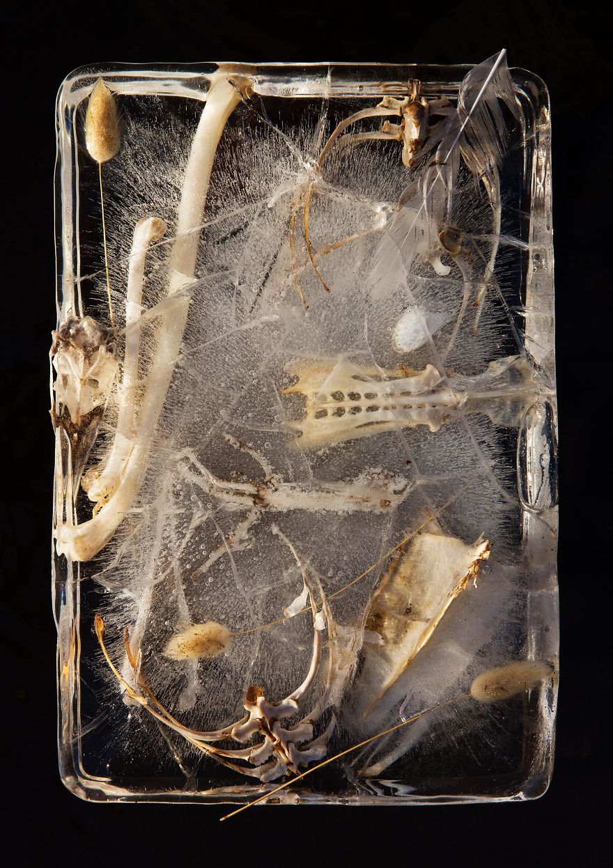 I Take Photos Of Frozen Flowers