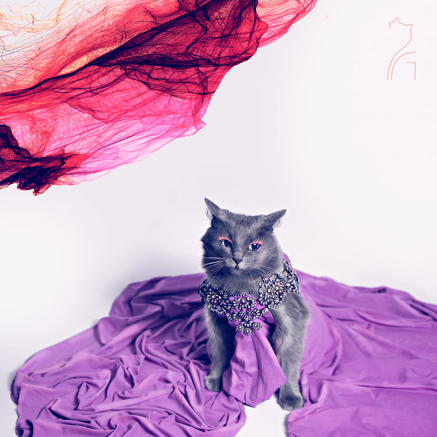 7 Fashionable Cats You Have To Follow On Instagram