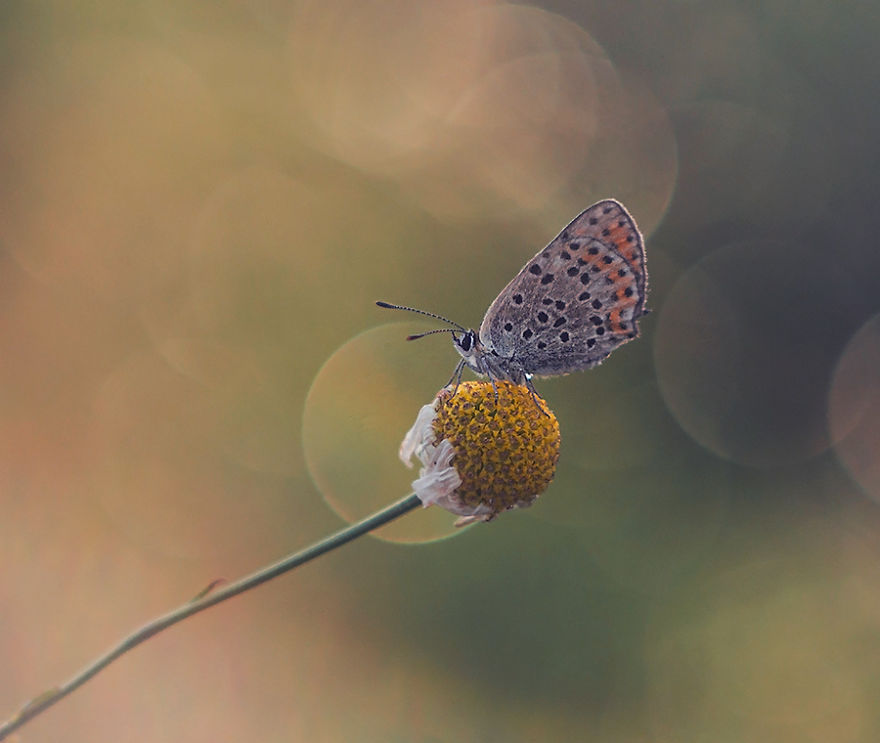 Fairy-tale World Of Butterflies